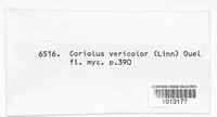 Coriolus versicolor image